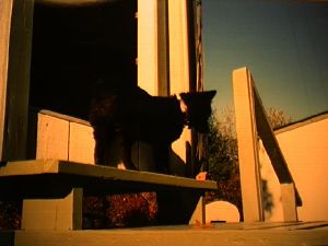 Misc picture 1b