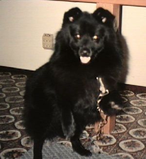 Bevo picture two