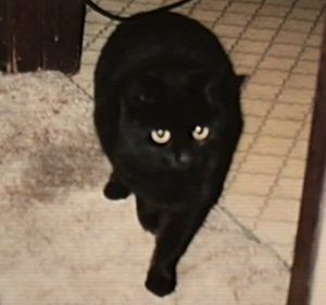 Creepo the wonder cat