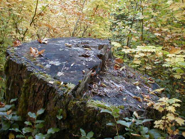 Six foot stump