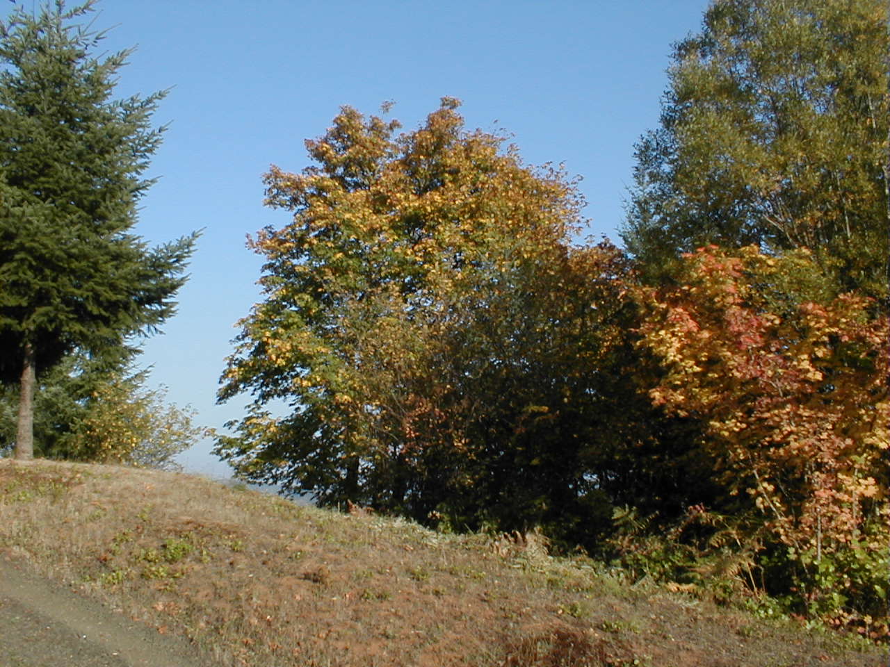Maple leaves