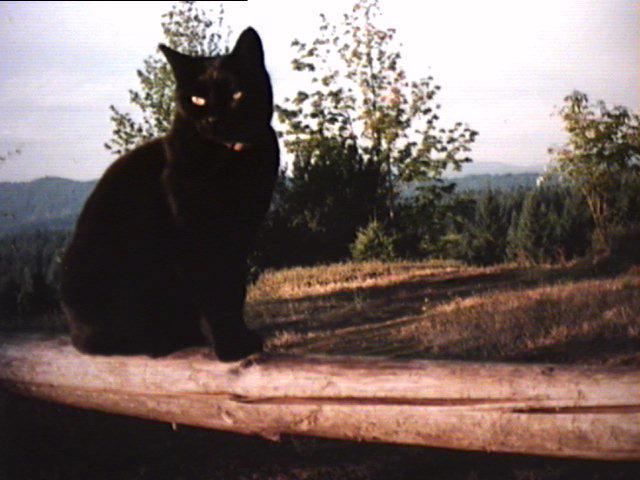 Jag picture one